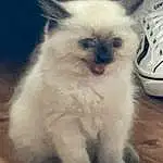 Cat, Carnivore, Siamese, Felidae, Whiskers, Small To Medium-sized Cats, Snout, Terrestrial Animal, Furry friends, Scale, Thai, Tail, Hardwood, Birman, Square