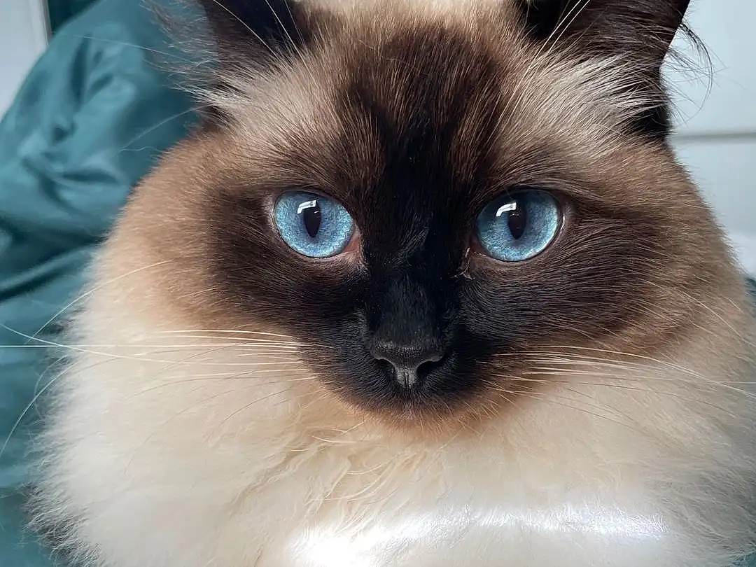 Cat, Siamese, Felidae, Carnivore, Iris, Small To Medium-sized Cats, Whiskers, Fawn, Balinese, Birman, Snout, Thai, Furry friends, Electric Blue, Tonkinese, Ragdoll