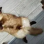 Cat, Dog breed, Siamese, Carnivore, Small To Medium-sized Cats, Felidae, Whiskers, Wood, Companion dog, Tail, Hardwood, Paw, Furry friends, Claw, Thai, Balinese, Wood Stain, Plank, Birman