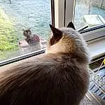 Cat, Window, Carnivore, Felidae, Dog breed, Small To Medium-sized Cats, Fawn, Whiskers, Tail, Companion dog, Wood, Boat, Furry friends, Paw, Canidae, Domestic Short-haired Cat, Spitz