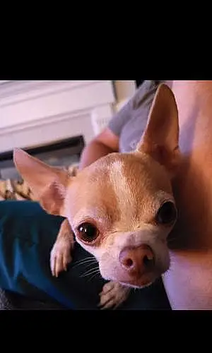 Name Chihuahua Dog Gracey
