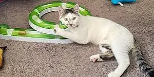 Name American Shorthair Cat Jewel