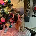 Christmas Tree, Plant, Cat, Christmas Ornament, Tree, Window, Felidae, Table, Interior Design, Carnivore, Wood, Fawn, Whiskers, Holiday Ornament, Small To Medium-sized Cats, Ornament, Evergreen, Tail, Christmas Decoration, Event