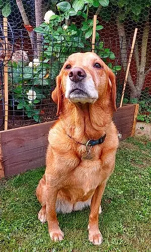 Name Labrador Retriever Dog Cara