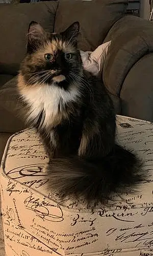 Name Persian Cat Kyra