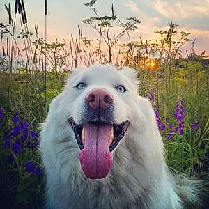 Name Samoyed Dog Corey