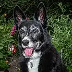 Dog breed, Dog, Plant, Karelian Bear Dog, Snout, Grass, Whiskers