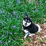 Plant, Grass, Dog, Dog breed, Flower, Puppy, Snout, Tree, Whiskers, Lawn