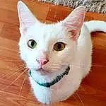 Cat, Whiskers, Small To Medium-sized Cats, Felidae, Khao Manee, Carnivore, Nose, Eyes, Turkish Van, Snout, Domestic Short-haired Cat, Turkish Angora, Aegean cat, Ear, American Wirehair, Kitten, Colorpoint Shorthair, Furry friends, Japanese Bobtail