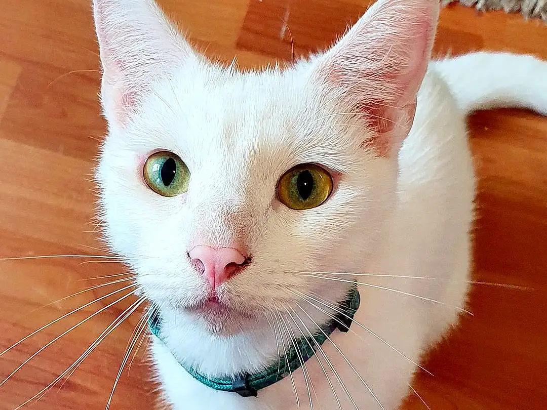 Cat, Whiskers, Small To Medium-sized Cats, Felidae, Khao Manee, Carnivore, Nose, Eyes, Turkish Van, Snout, Domestic Short-haired Cat, Turkish Angora, Aegean cat, Ear, American Wirehair, Kitten, Colorpoint Shorthair, Furry friends, Japanese Bobtail
