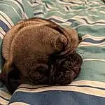 Dog, Pug, Felidae, Comfort, Dog breed, Textile, Carnivore, Whiskers, Companion dog, Fawn, Liver, Wrinkle, Terrestrial Animal, Snout, Toy Dog, Working Animal, Canidae, Furry friends, Linens