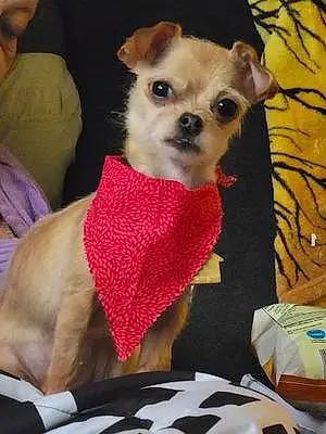 Name Chihuahua Dog Angel