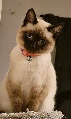 Birman Cat Queenie