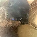 Cat, Eyes, Carnivore, Ear, Felidae, Cloud, Grey, Small To Medium-sized Cats, Whiskers, Fawn, Comfort, Tints And Shades, Snout, Tail, Long Hair, Black cats, Paw, Domestic Short-haired Cat, Furry friends