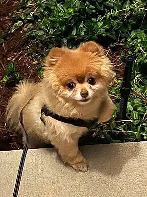 Name Pomeranian Dog Bolt