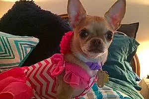 Name Chihuahua Dog Cha-cha