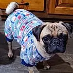 Pug, Dog, Dog breed, Carnivore, Companion dog, Fawn, Cabinetry, Dog Clothes, Wrinkle, Toy Dog, Snout, Canidae, Wood, Working Animal, Furry friends, T-shirt, Drawer