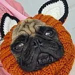 Dog, Pug, Dog breed, Carnivore, Fawn, Companion dog, Whiskers, Snout, Wrinkle, Terrestrial Animal, Wool, Furry friends, Event, Working Animal, Canidae, Toy Dog, Linens, Thread, Woolen
