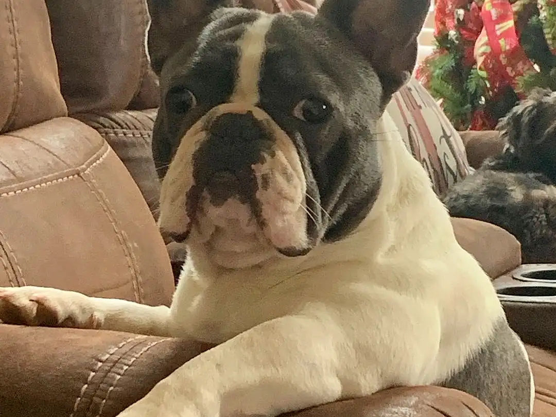 Head, Dog, Comfort, Carnivore, Dog breed, Working Animal, Fawn, Companion dog, Bulldog, Whiskers, Snout, Toy Dog, Couch, French Bulldog, Canidae, Terrestrial Animal, Plant, Wrinkle, Window