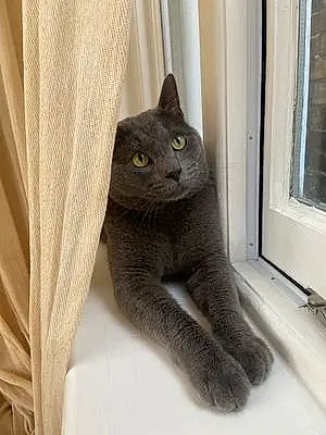 Russian Blue Cat Percy