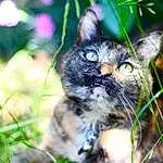 Cat, Whiskers, Green, Fauna, Grass, Eyes, Plant, Snout, Wild cat, Domestic short-haired cat, Tree, Kitten