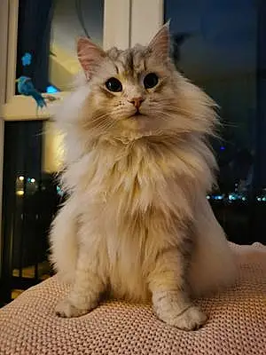 Name Siberian Cat Lina