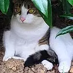 Cat, Fauna, Whiskers, Domestic short-haired cat, Aegean cat, European Shorthair, Kitten