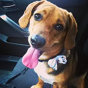 Name Beagle Dog Brantley