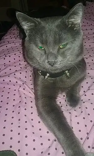 Name Russian Blue Cat Chubby