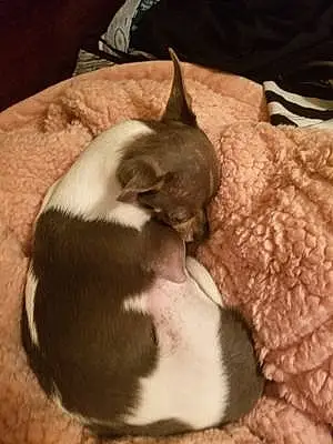 Name Chihuahua Dog Jordy