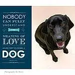 Dog, Dog breed, Labrador Retriever, Snout, Retriever, Photo Caption, Brand