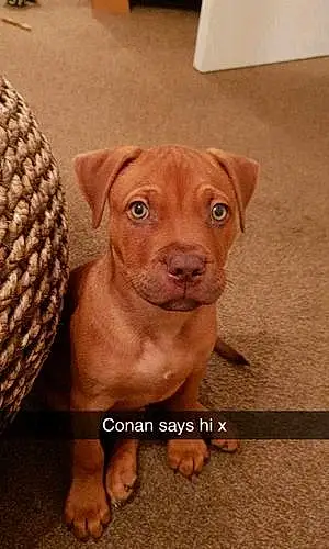 Name Dog Conan