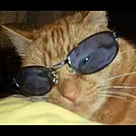 Eyewear, Cat, Glasses, Felidae, Nose, Sunglasses, Whiskers, Snout, Furry friends, Small To Medium-sized Cats, Fawn, Photography, Carnivore, Ear, Photo Caption, Vision Care