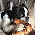 Dog, Canidae, Dog breed, French Bulldog, Snout, Carnivore, Boston Terrier, Companion dog, Nose, Puppy, Eyes, Non-sporting Group, Toy Bulldog, Bulldog, Paw, Whiskers, Puppy love