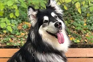 Name Alaskan Malamute Dog Diva