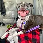 Dog, Tartan, Dog breed, Carnivore, Collar, Vehicle, Comfort, Fawn, Companion dog, Plaid, Dog Collar, Whiskers, Wrinkle, Window, Working Animal, Snout, Leash, Car Seat Cover, Pet Supply