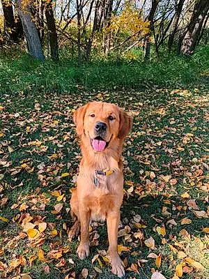 Name Golden Retriever Dog Briggs