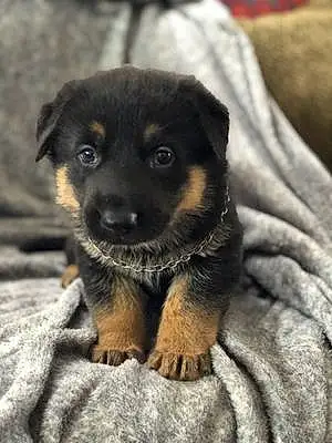 Name German Shepherd Dog Kya
