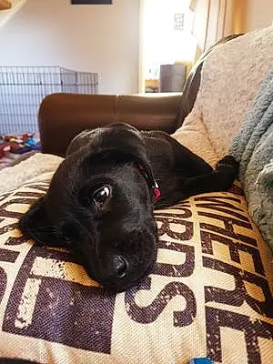 Name Labrador Retriever Dog Banksy