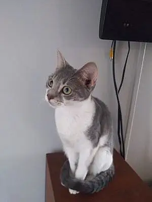 Name Cat Bristol
