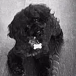 Black, Dog, Black and white, Dog breed, Schnoodle, Black & White, Snout, Puppy, Spanish Water Dog, Water Dog, Furry friends, Miniature Poodle, Monochrome, Poodle, Cockapoo, Affenpinscher, Poodle Crossbreed