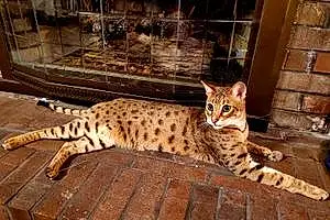 Name Savannah Cat Bogart