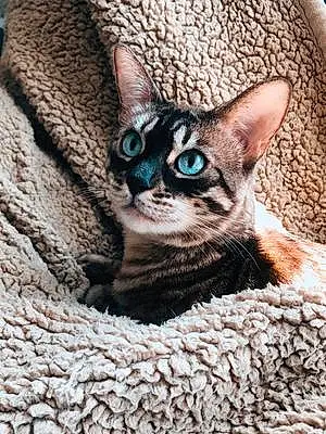 Bengal Cat Sassy Schottenheimer