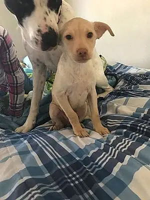 Name Labrador Retriever Dog Chestnut