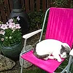 Cat, Pink, Purple, Furniture, Plant, Chair, Grass, Table, Window, Whiskers, Play, House, Kitten