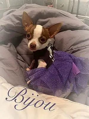 Name Chihuahua Dog Bijou