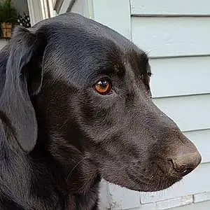 Name Labrador Retriever Dog Carly