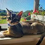 Cat, Small To Medium-sized Cats, Felidae, Whiskers, Abyssinian, Carnivore, Chausie, Asian dog, Aegean cat, Domestic Short-haired Cat, European Shorthair, Singapura, Window, German Rex, Plant, Fawn, Tail