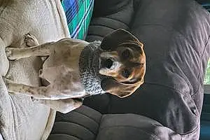 Beagle Dog Ryker