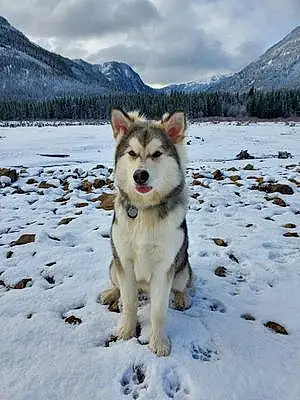 Name Alaskan Malamute Dog Kodiak